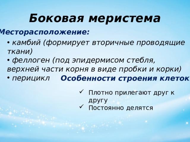 Боковая меристема Месторасположение:  камбий (формирует вторичные проводящие ткани)   феллоген (под эпидермисом стебля, верхней части корня в виде пробки и корки)  перицикл Особенности строения клеток: Плотно прилегают друг к другу Постоянно делятся 