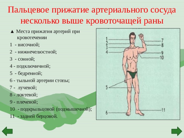 Прижатие бедренной артерии. Пальцевое прижатие бедренной артерии. Тыльная артерия стопы прижатие. Место пальцевого прижатия бедренной артерии.