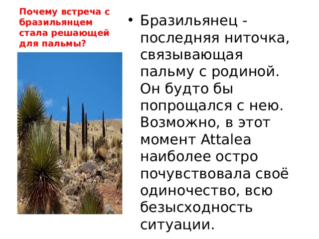 Почему встреча с бразильянцем стала решающей для пальмы? Бразильянец - последняя ниточка, связывающая пальму с родиной. Он будто бы попрощался с нею. Возможно, в этот момент Attalea наиболее остро почувствовала своё одиночество, всю безысходность ситуации. 