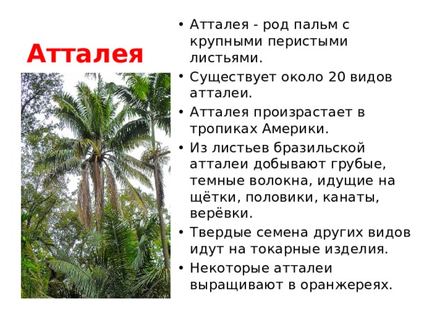 Гаршин аталия принцепс урок в 5 классе презентация