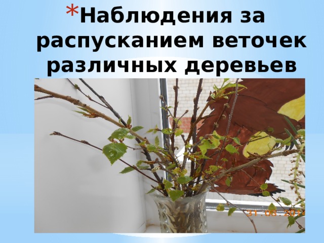 Наблюдения за распусканием веточек различных деревьев 