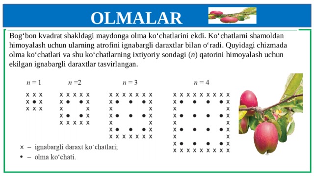 OLMALAR    Bog‘bon kvadrat shakldagi maydonga olma ko‘chatlarini ekdi. Ko‘chatlarni shamoldan  himoyalash uchun ularning atrofini ignabargli daraxtlar bilan o‘radi. Quyidagi chizmada olma ko‘chatlari va shu ko‘chatlarning ixtiyoriy sondagi ( n ) qatorini himoyalash uchun ekilgan ignabargli daraxtlar tasvirlangan.   