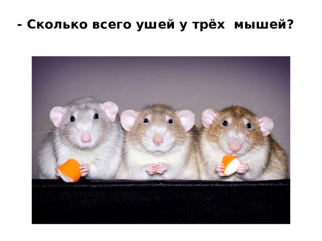 Три крысы фото подружки