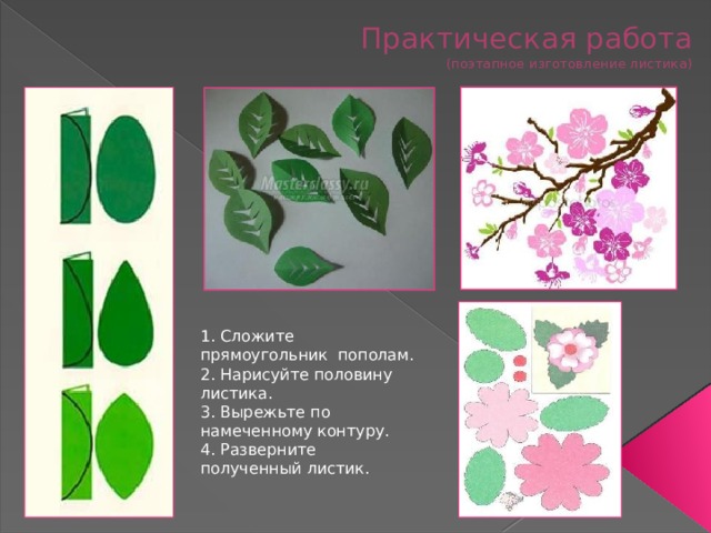 Практическая работа  (поэтапное изготовление листика) 1. Сложите прямоугольник пополам. 2. Нарисуйте половину листика. 3. Вырежьте по намеченному контуру. 4. Разверните полученный листик. 