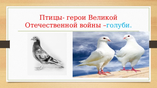 Птицы- герои Великой Отечественной войны – голуби. 