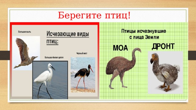 Берегите птиц! 