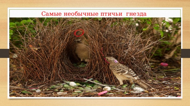 Самые необычные птичьи гнезда 