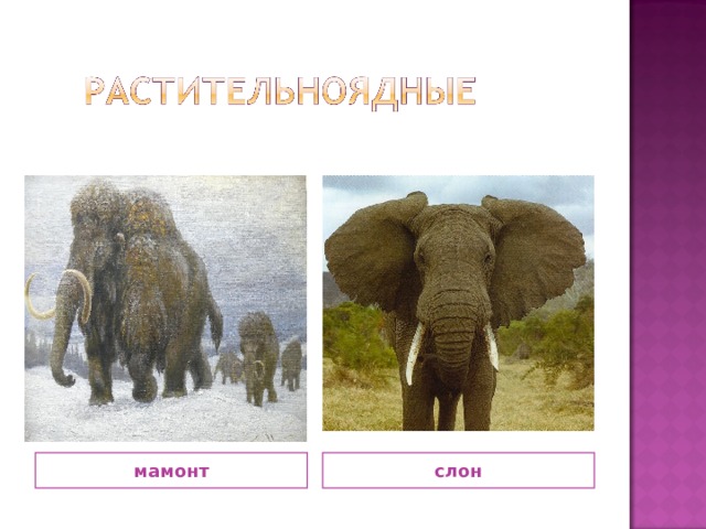 мамонт слон 
