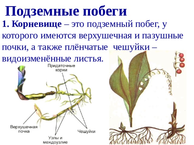 Докажите что корневище видоизмененный побег. Строение корневища. Корневище подземный побег. На корневищах растений находятся плёнчатые чешуйки. Эпигеогенное корневище.