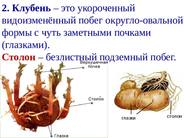 2. Клубень – это укороченный видоизменённый побег округло-овальной формы с чуть заметными почками (глазками). Столон – безлистный подземный побег. 