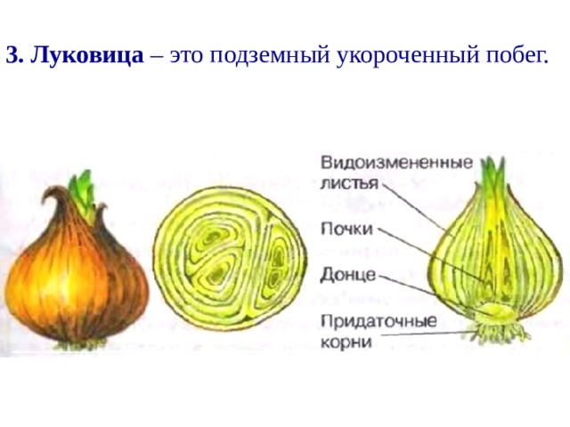 Какой видоизмененный побег представлен на рисунке назовите элементы строения обозначенные луковица