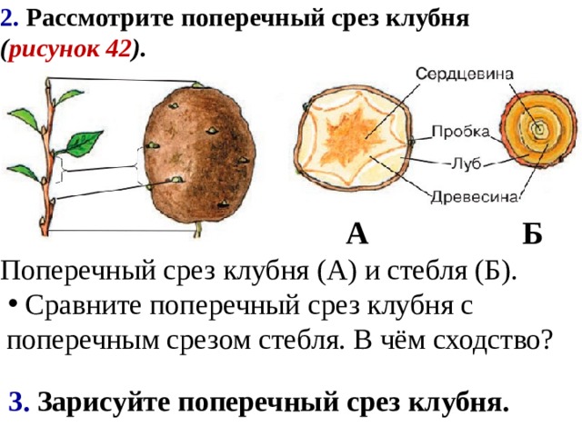 2. Рассмотрите поперечный срез клубня ( рисунок 42 ).   А Б Поперечный срез клубня (А) и стебля (Б).  Сравните поперечный срез клубня с поперечным срезом стебля. В чём сходство?  3. Зарисуйте поперечный срез клубня. 