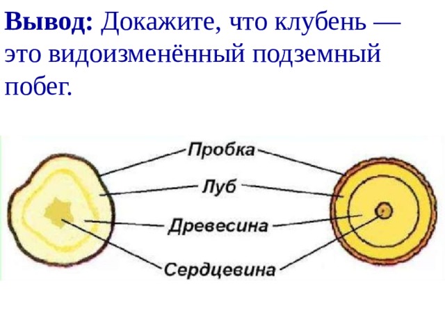 Вывод: Докажите, что клубень — это видоизменённый подземный побег. 