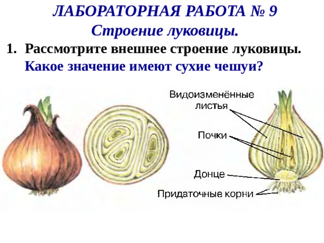 ЛАБОРАТОРНАЯ РАБОТА № 9 Строение луковицы. Рассмотрите внешнее строение луковицы. Какое значение имеют сухие чешуи?  