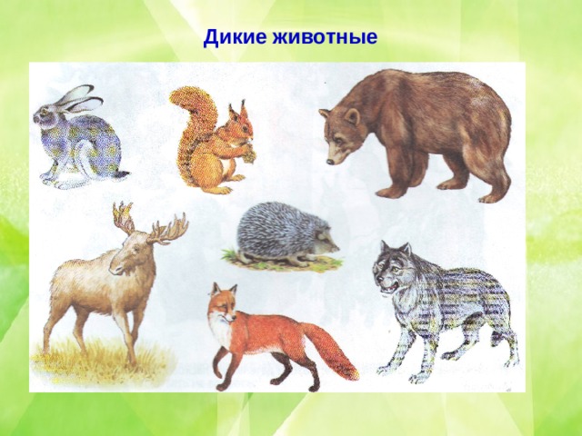 Дикие животные 