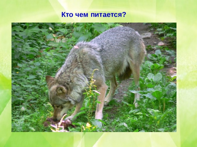 Кто чем питается? 
