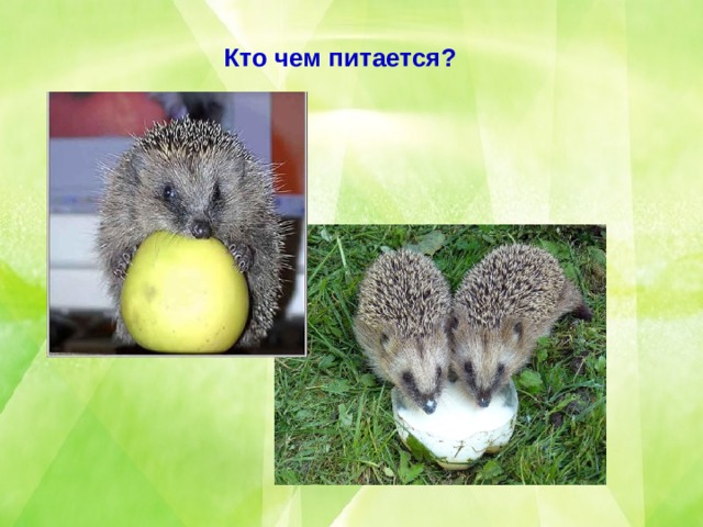 Кто чем питается? 