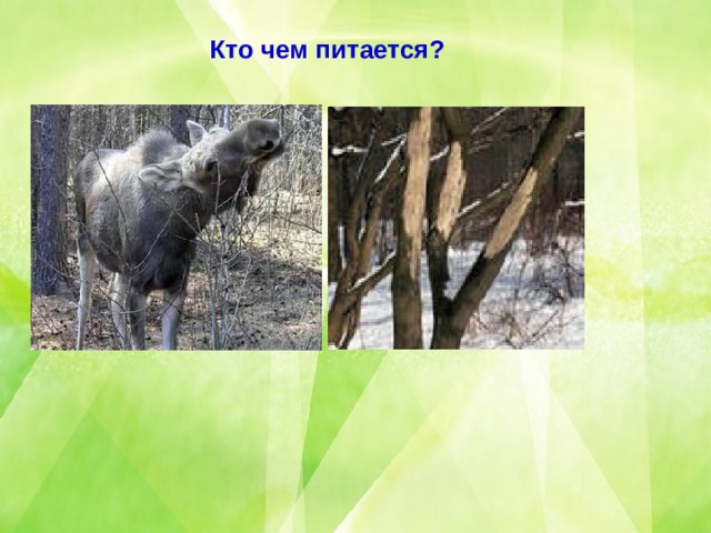 Кто чем питается? 
