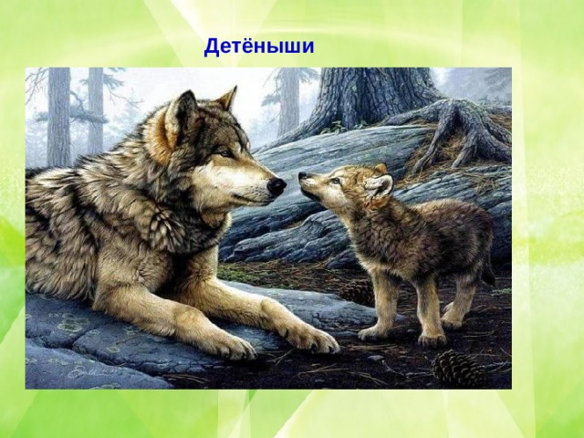 Детёныши 