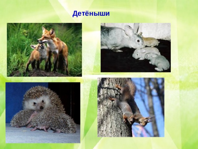 Детёныши 