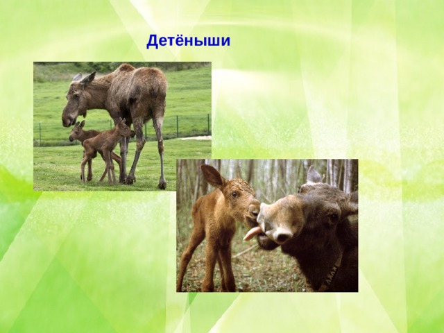 Детёныши 