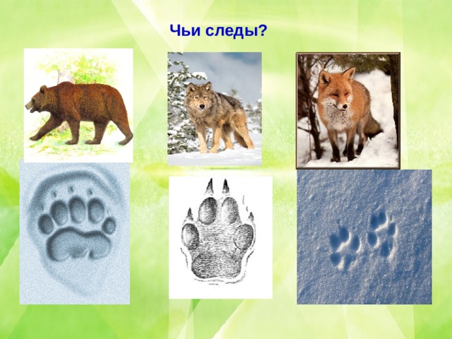 Чьи следы? 