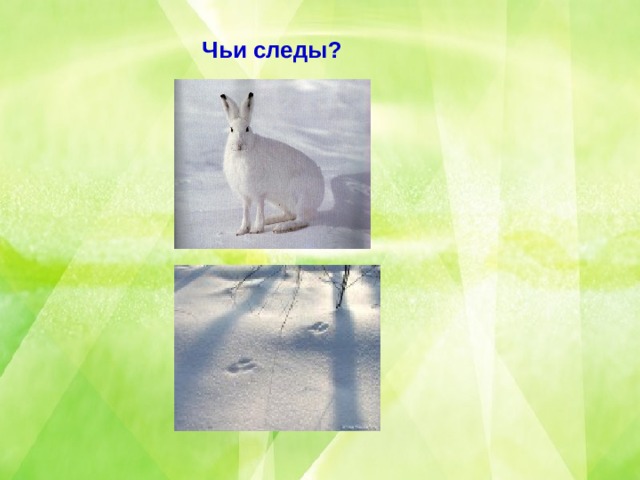 Чьи следы? 