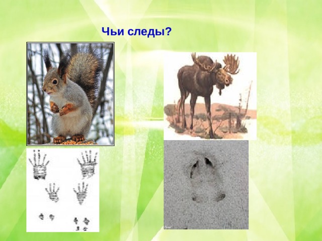 Чьи следы? 