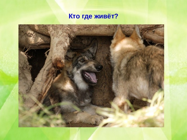Кто где живёт? 