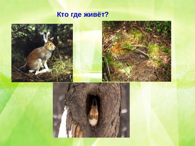 Кто где живёт? 