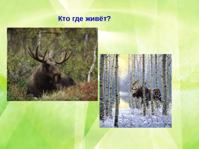 Кто где живёт? 