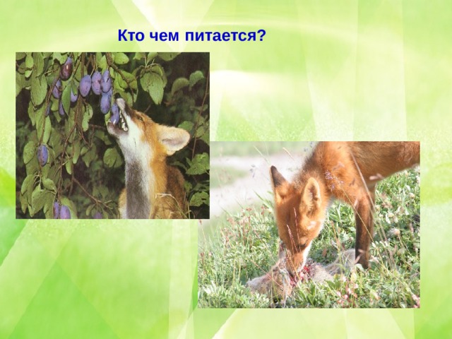 Кто чем питается? 