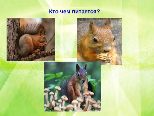 Кто чем питается? 