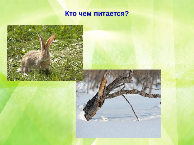 Кто чем питается? 