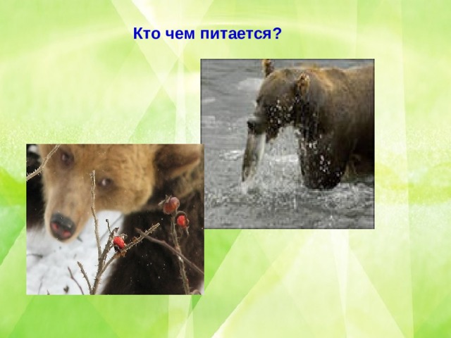 Кто чем питается? 