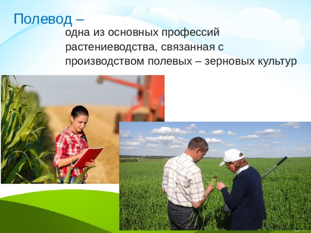 Полевод – одна из основных профессий растениеводства, связанная с производством полевых – зерновых культур 