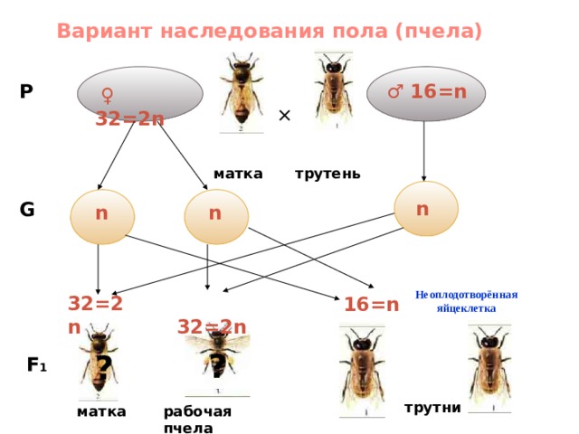 Вариант наследования пола (пчела) ♂ 16=n  ×  Р  ♀ 32=2n  матка  трутень  n  G n n   Неоплодотворённая яйцеклетка 32=2n  32=2n  16=n ?  ?  ? F 1 трутни рабочая пчела  матка  