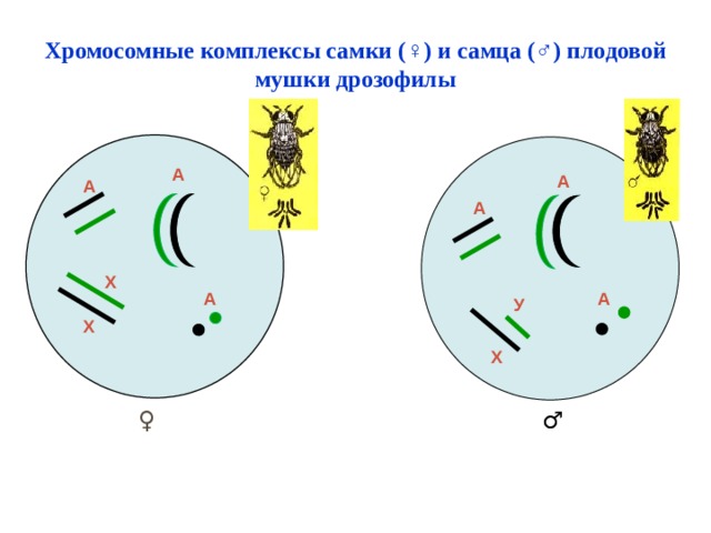 Хромосомные комплексы самки (♀) и самца (♂) плодовой мушки дрозофилы А А А А Х А А У Х Х  ♀ ♂ 