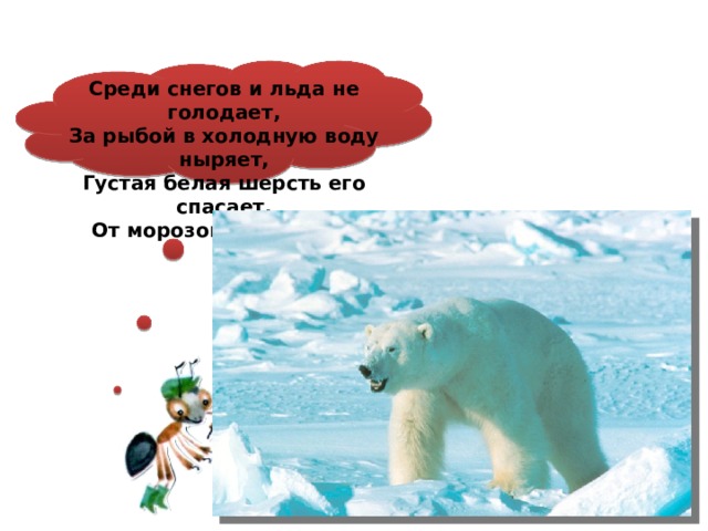 Среди снегов и льда не голодает,  За рыбой в холодную воду ныряет,  Густая белая шерсть его спасает,  От морозов согревает. 