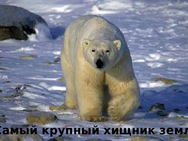 Самый крупный хищник земли 