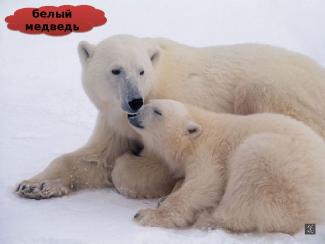 белый медведь 