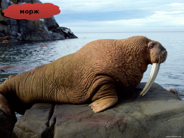 морж 