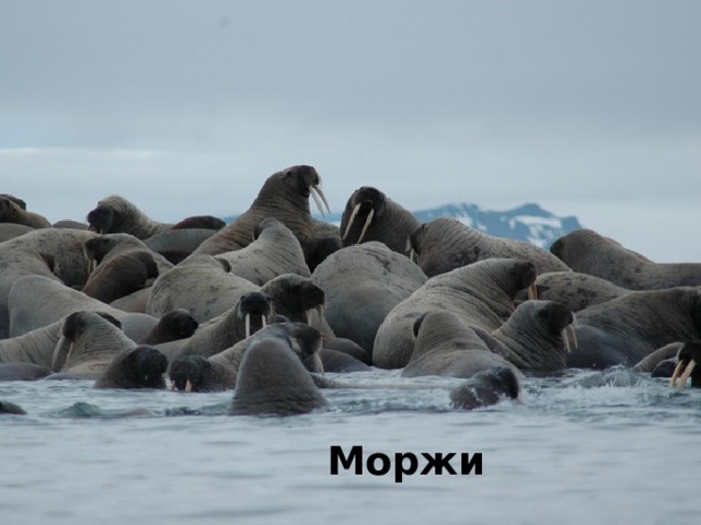 Моржи 