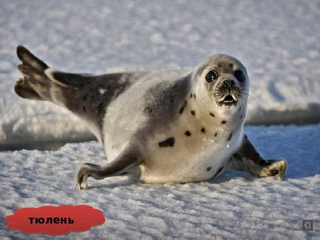 тюлень 