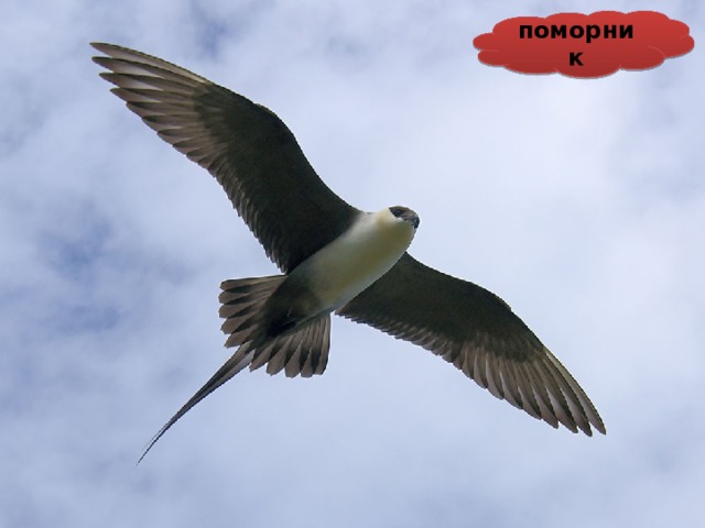 поморник 