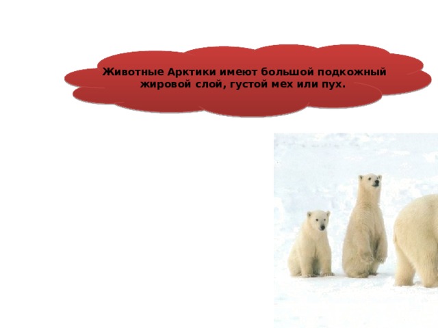     Животные Арктики имеют большой подкожный жировой слой, густой мех или пух.  