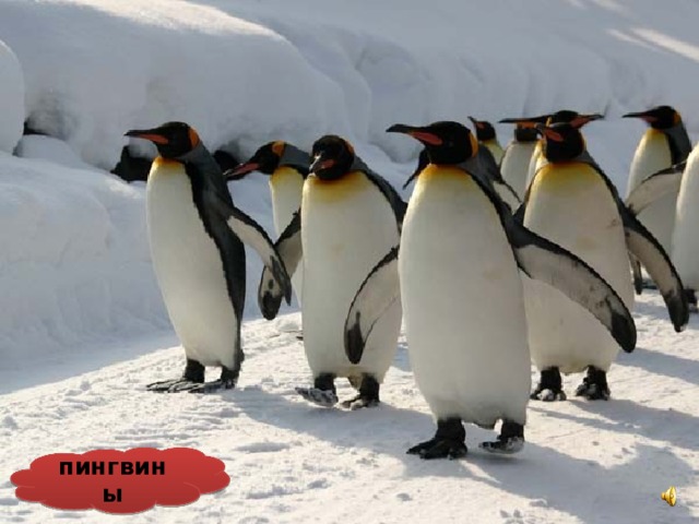 пингвины 