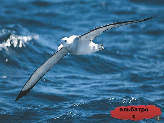 альбатрос 