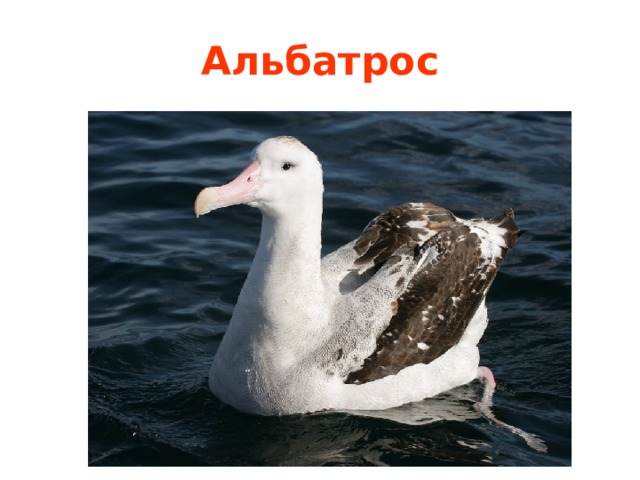 Альбатрос 