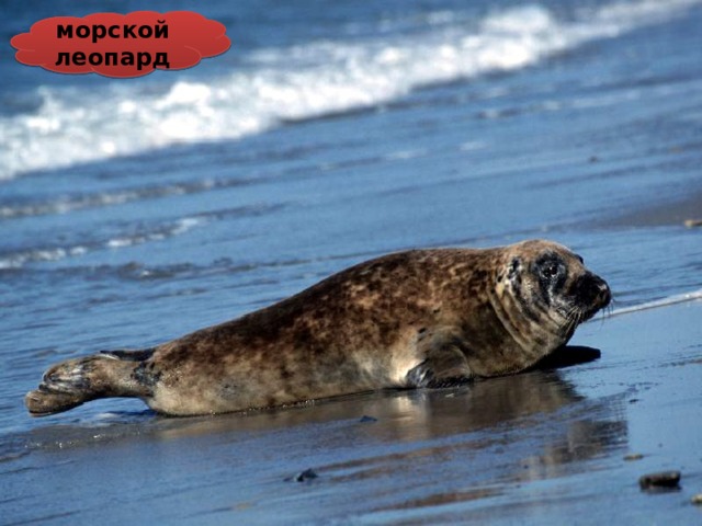 морской леопард 